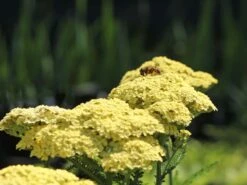 Hohe Gold-Garbe 'Hella Glashoff' -Angebote Blumen Takt Store hohe gold garbe hella glashoff m076478 w 3