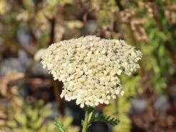 Hohe Gold-Garbe 'Hella Glashoff' -Angebote Blumen Takt Store hohe gold garbe hella glashoff m076478 w 4