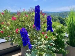 Hoher Rittersporn 'Delphi's Hollands Glorie' -Angebote Blumen Takt Store hoher rittersporn delphis hollands glorie m062058 911265 0