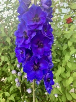 Hoher Rittersporn 'Delphi's Hollands Glorie' -Angebote Blumen Takt Store hoher rittersporn delphis hollands glorie m062058 911265 1