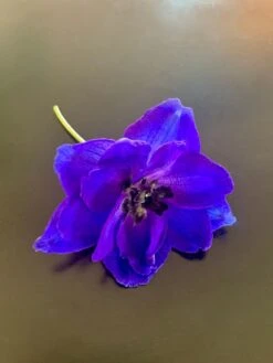 Hoher Rittersporn 'Delphi's Hollands Glorie' -Angebote Blumen Takt Store hoher rittersporn delphis hollands glorie m062058 911265 2