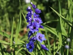 Hoher Rittersporn 'Delphi's Hollands Glorie'