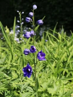 Hoher Rittersporn 'Delphi's Hollands Glorie' -Angebote Blumen Takt Store hoher rittersporn delphis hollands glorie m062058 w 1