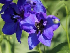 Hoher Rittersporn 'Delphi's Hollands Glorie' -Angebote Blumen Takt Store hoher rittersporn delphis hollands glorie m062058 w 3