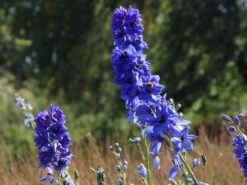 Hoher Rittersporn 'Delphi's Hollands Glorie' -Angebote Blumen Takt Store hoher rittersporn delphis hollands glorie m062058 w 4