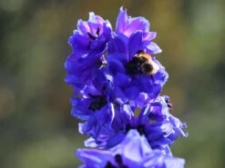 Hoher Rittersporn 'Delphi's Hollands Glorie' -Angebote Blumen Takt Store hoher rittersporn delphis hollands glorie m062058 w 5