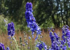 Hoher Rittersporn 'Delphi's Hollands Glorie' -Angebote Blumen Takt Store hoher rittersporn delphis hollands glorie m062058 w 7