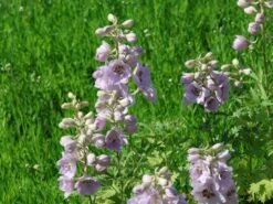 Hoher Rittersporn 'Sky Sensation' -Angebote Blumen Takt Store hoher rittersporn sky sensation m083139 w 0