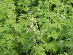 Hoher Rittersporn 'Sky Sensation' -Angebote Blumen Takt Store hoher rittersporn sky sensation m083139 w 1