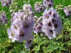 Hoher Rittersporn 'Sky Sensation' -Angebote Blumen Takt Store hoher rittersporn sky sensation m083139 w 2