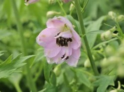 Hoher Rittersporn 'Sky Sensation' -Angebote Blumen Takt Store hoher rittersporn sky sensation m083139 w 3