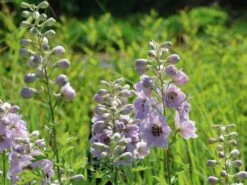 Hoher Rittersporn 'Sky Sensation' -Angebote Blumen Takt Store hoher rittersporn sky sensation m083139 w 5