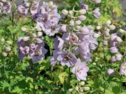 Hoher Rittersporn 'Sky Sensation' -Angebote Blumen Takt Store hoher rittersporn sky sensation m083139 w 6