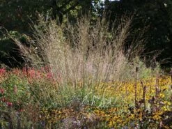 Hohes Pfeifengras 'Skyracer'