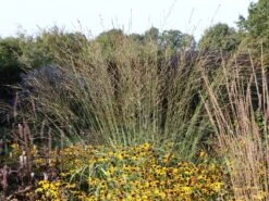 Hohes Pfeifengras 'Skyracer' -Angebote Blumen Takt Store hohes pfeifengras skyracer m075053 w 1