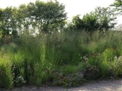 Hohes Pfeifengras 'Skyracer' -Angebote Blumen Takt Store hohes pfeifengras skyracer m075053 w 2