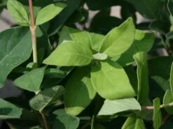 Honigbeere / Sibirische Blaubeere 'Blue Velvet' -Angebote Blumen Takt Store honigbeere maibeere blue velvet sibirische blaubeere m008237 w 0