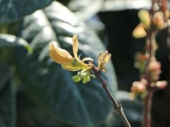 Honigbeere / Sibirische Blaubeere 'Balaleika' -Angebote Blumen Takt Store honigbeere sibirische blaubeere balaleika m071563 w 0