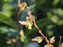 Honigbeere / Sibirische Blaubeere 'Balaleika' -Angebote Blumen Takt Store honigbeere sibirische blaubeere balaleika m071563 w 1