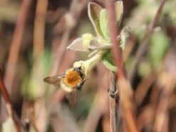 Honigbeere / Sibirische Blaubeere 'Blue Velvet' -Angebote Blumen Takt Store honigbeere sibirische blaubeere blue velvet m008237 w 0