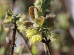 Honigbeere / Sibirische Blaubeere 'Blue Velvet' -Angebote Blumen Takt Store honigbeere sibirische blaubeere blue velvet m008237 w 1