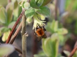 Honigbeere / Sibirische Blaubeere 'Blue Velvet' -Angebote Blumen Takt Store honigbeere sibirische blaubeere blue velvet m008237 w 2