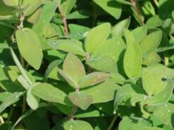 Honigbeere / Sibirische Blaubeere 'Blue Velvet' -Angebote Blumen Takt Store honigbeere sibirische blaubeere blue velvet m008237 w 3