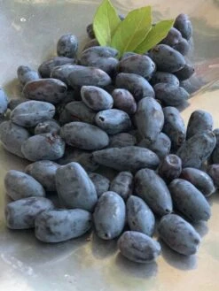 Honigbeere / Sibirische Blaubeere -Angebote Blumen Takt Store honigbeere sibirische blaubeere m053073 w 0