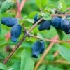Honigbeere / Sibirische Blaubeere 'Myberry ® Bee'
