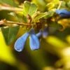 Honigbeere / Sibirische Blaubeere 'Myberry Farm'