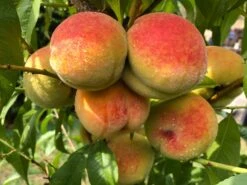 Honigpfirsich 'Honeysun' ® -Angebote Blumen Takt Store honigpfirsich honeysun m102671 420379 0