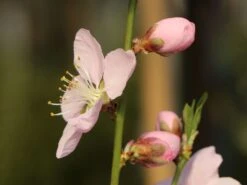 Honigpfirsich 'Honeysun' ® -Angebote Blumen Takt Store honigpfirsich honeysun m102671 w 0