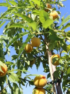 Honigpfirsich 'Honeysun' ® -Angebote Blumen Takt Store honigpfirsich honeysun m102671 w 2