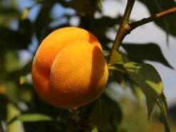 Honigpfirsich 'Honeysun' ® -Angebote Blumen Takt Store honigpfirsich honeysun m102671 w 6