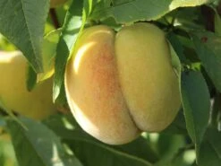 Honigpfirsich 'Honeysun' ® -Angebote Blumen Takt Store honigpfirsich honeysun m102671 w 7