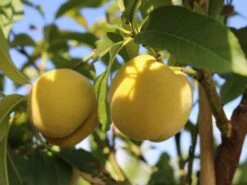 Honigpfirsich 'Honeysun' ® -Angebote Blumen Takt Store honigpfirsich honeysun m102671 w 8