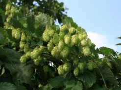 Hopfen