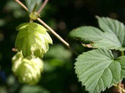 Hopfen -Angebote Blumen Takt Store hopfen m009048 w 1