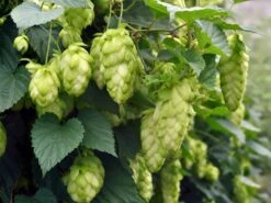 Hopfen 'Magnum'