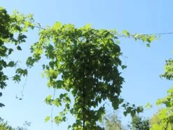 Hopfen 'Northern Brew' -Angebote Blumen Takt Store hopfen northern brew m054489 w 0