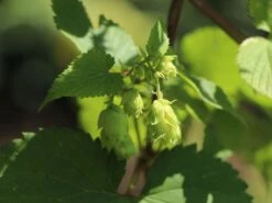 Hopfen 'Northern Brew' -Angebote Blumen Takt Store hopfen northern brew m054489 w 1