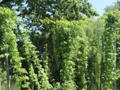 Hopfen 'Northern Brew' -Angebote Blumen Takt Store hopfen northern brew m054489 w 3