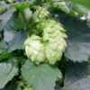 Hopfen 'Northern Brew'