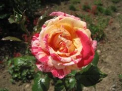 Edelrose Nirparfum Rose 'Broceliande' -Angebote Blumen Takt Store i13902 Nirparfum Rose Broceliande 196487 0