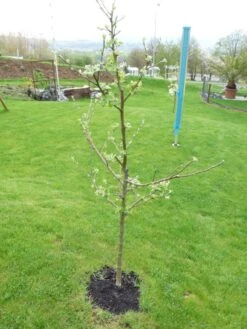 Familienbaum Apfel '3 Verschiedene Sorten' 9 Familienbaum Apfel '3 Verschiedene Sorten' -Angebote Blumen Takt Store i46655 Familienbaum Apfel drei verschiedene Sorten wie z B Sommer Herbst Winterapfel 298292 0