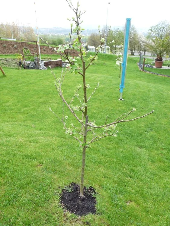 Familienbaum Apfel '3 Verschiedene Sorten' 6 Familienbaum Apfel '3 Verschiedene Sorten' – Bild 4