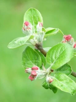 Familienbaum Apfel '3 Verschiedene Sorten' 8 Familienbaum Apfel '3 Verschiedene Sorten' -Angebote Blumen Takt Store i46655 Familienbaum Apfel drei verschiedene Sorten wie z B Sommer Herbst Winterapfel 298292 1