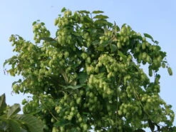 Hopfen -Angebote Blumen Takt Store i9048 Hopfen 0