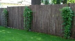 Hopfen -Angebote Blumen Takt Store i9048 Hopfen 123693 0