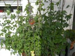 Hopfen -Angebote Blumen Takt Store i9048 Hopfen 72459 0